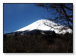 AA Copy of Trees in front of Mt. Fuji copy
