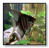 Angelfish