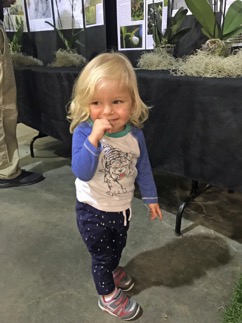 arrow at orchid show