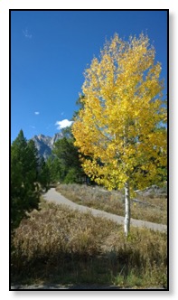 aspen tree and tetons