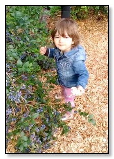 Auriane picking blueberries in Washington July 2020