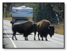 Better bison roadblcok