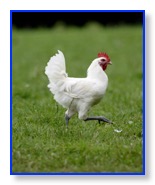 Bresse Chicken cropped
