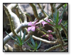 cacuts flowers