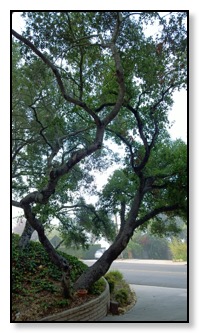 california oak from driveway
