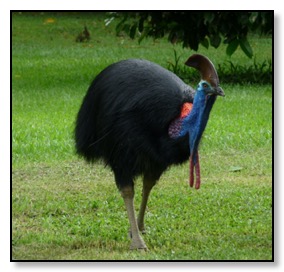 cassowary-drumming