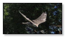 cropped falcon 1