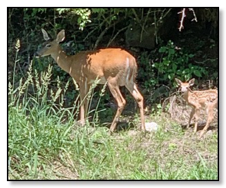 deer in DC with fawn