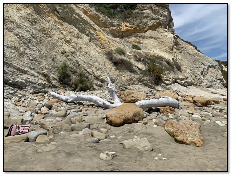 Driftwood giving up the finger May 2020