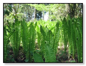 ferns