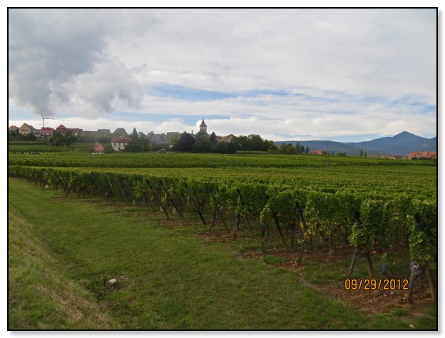 grape vines