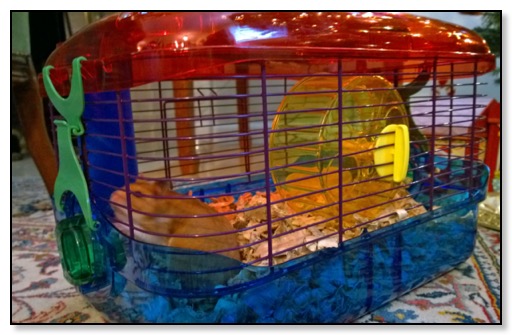 hamster cage