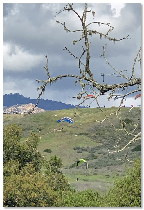 hanggliders March 2020
