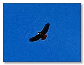 Hawk close up
