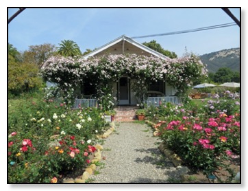 house with white roses