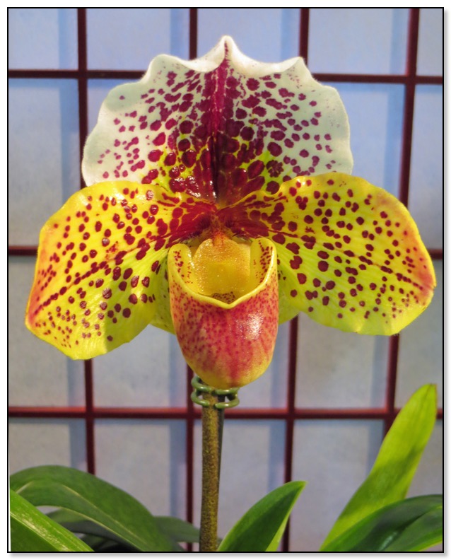 ladyslipper orchid 1