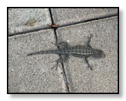 lizzard in los olivos