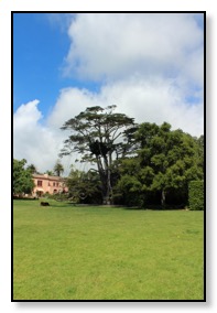 Lotusland 120 year old cyprus