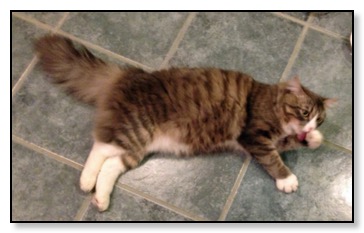 Mel's edited cat