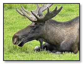 Moose closeup