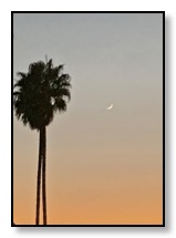 Newish moon and palm Jan 2021