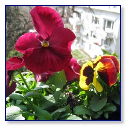 pansy