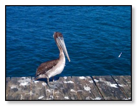 pelican on the wharf