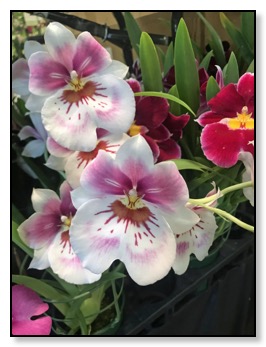 people orchid