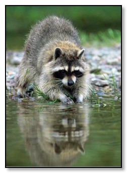 racoon