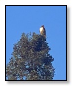 Red tail hawk at Nirvana