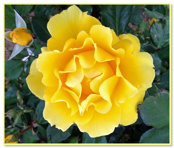 Rose 5 yellow
