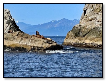 Sea lion on Seward cruise