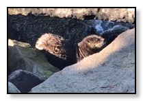 Sea otter