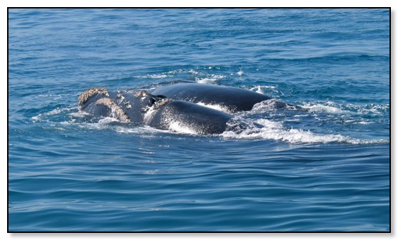 Southern right whale copy