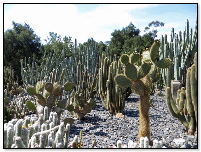 the cactus garden