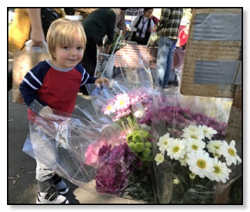 Tiger at market flowers Jan 2017