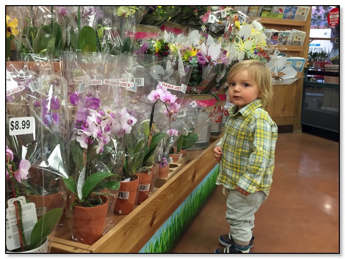 Tiger looking at flowers TJ Feb 2016