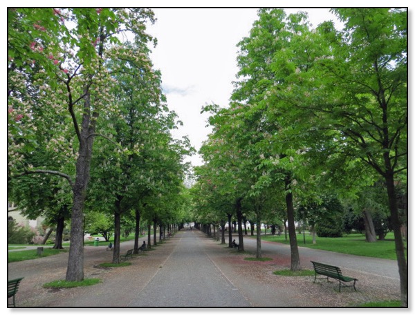 tree lined parc