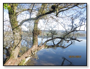 trees in seegraben