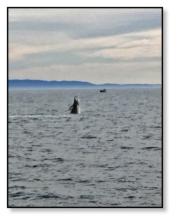 Whale