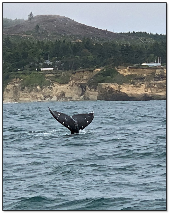 whale tail June 2019