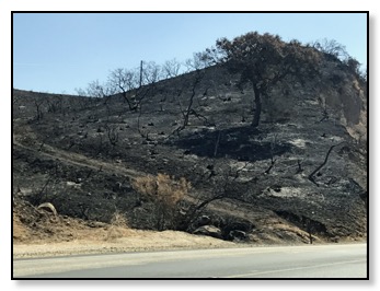 wildfire damage
