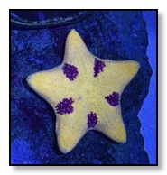 Yellow Starfish Cairns Aquarium