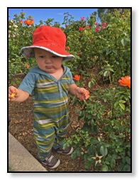 young tiger in the rose garden July 2015